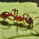 Image for article titled Parasitic Fungus Turns Carpenter Ants Into Its Own Personal Zombie Army